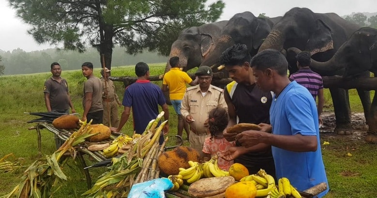 हाथियों की अनूठी पिकनिक, पहले मालिश और स्नान फिर रसीले फल, देखें तस्वीरें