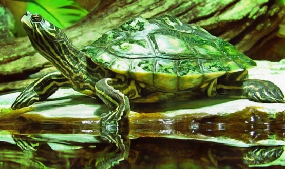 Vastu Tips: घर में जरूर रखें ये एक चीज, बनी रहेगी पॉजिटिव एनर्जी