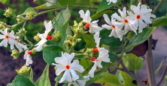 अयोध्या में PM मोदी लगाएंगे रोपेंगे पारिजात का पौधा, जानिए इसका महत्व