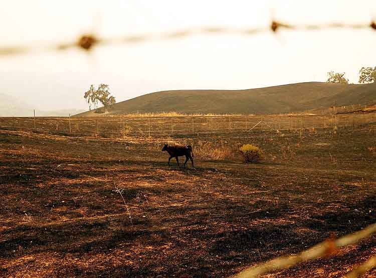 कैलिफोर्निया: 72 घंटे में 11 हजार बार गिरी बिजली, 367 जगहों पर लगी आग