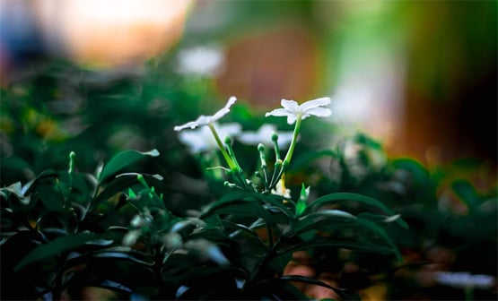 अयोध्या में PM मोदी लगाएंगे रोपेंगे पारिजात का पौधा, जानिए इसका महत्व