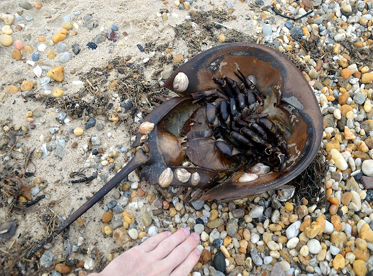 इस जीव के नीले खून से बनेगी कोरोना वैक्सीन, 11 लाख रु. लीटर कीमत