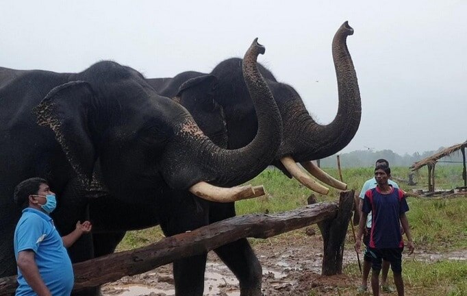 हाथियों की अनूठी पिकनिक, पहले मालिश और स्नान फिर रसीले फल, देखें तस्वीरें