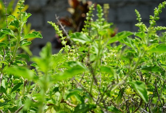 इन लोगों को घर में नहीं लगाना चाहिए तुलसी का पौधा, होता है नुकसान