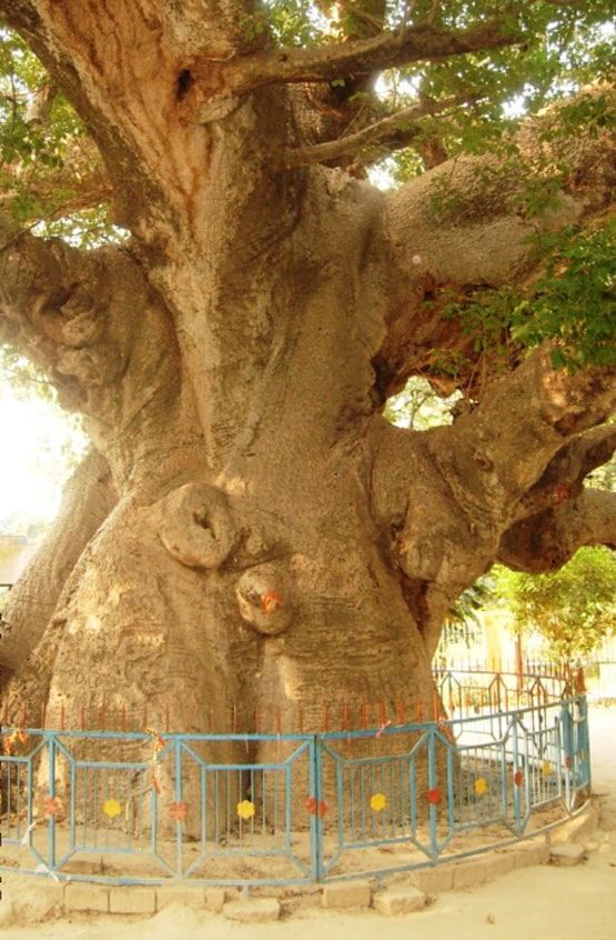 अयोध्या में PM मोदी लगाएंगे रोपेंगे पारिजात का पौधा, जानिए इसका महत्व