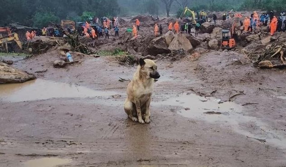 मुन्नार: मलबे में दफन हो गए मालिक, पालतू कुत्ते अब भी देख रहे राह