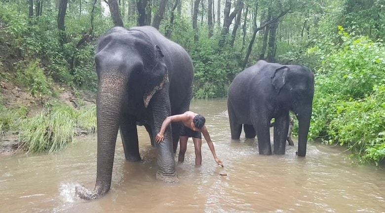 हाथियों की अनूठी पिकनिक, पहले मालिश और स्नान फिर रसीले फल, देखें तस्वीरें