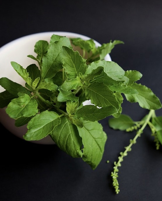 इन लोगों को घर में नहीं लगाना चाहिए तुलसी का पौधा, होता है नुकसान