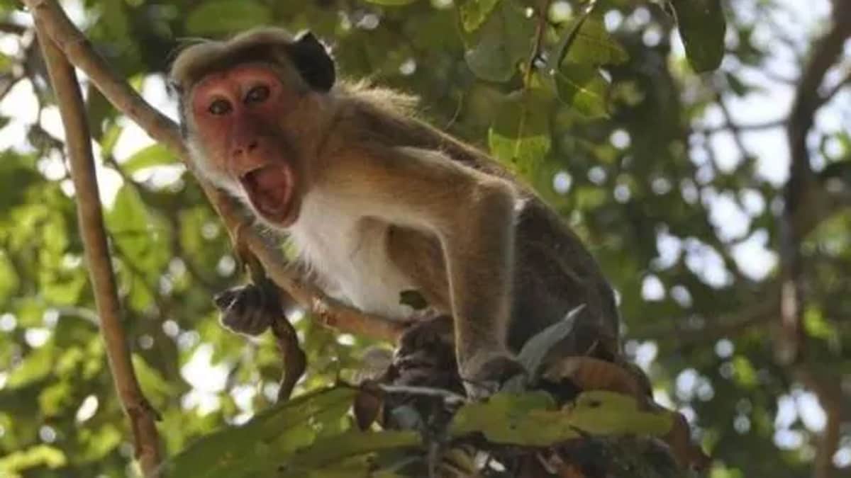 बुजुर्ग महिला की झोपड़ी में घुसे बंदर, ले उड़े जीवनभर की कमाई