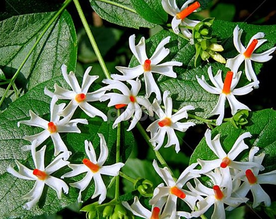 अयोध्या में PM मोदी लगाएंगे रोपेंगे पारिजात का पौधा, जानिए इसका महत्व