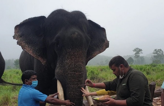 हाथियों की अनूठी पिकनिक, पहले मालिश और स्नान फिर रसीले फल, देखें तस्वीरें