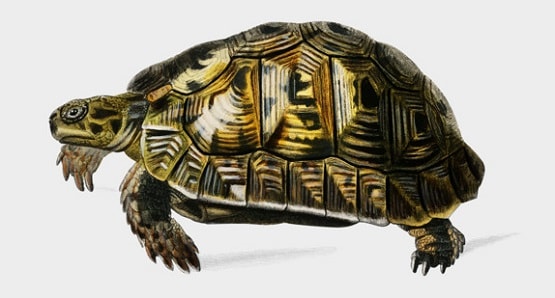 Vastu Tips: घर में जरूर रखें ये एक चीज, बनी रहेगी पॉजिटिव एनर्जी