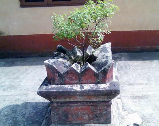 इन लोगों को घर में नहीं लगाना चाहिए तुलसी का पौधा, होता है नुकसान