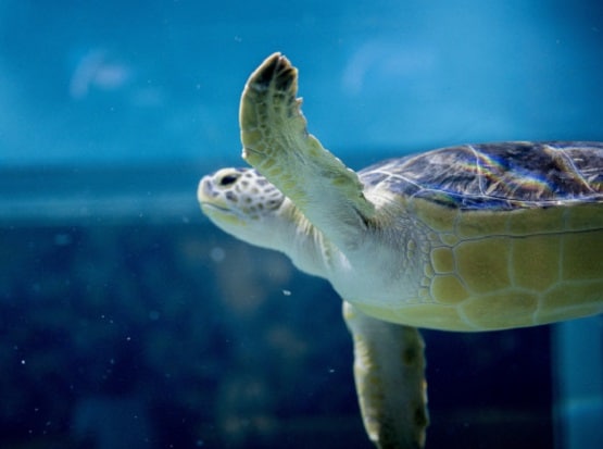 Vastu Tips: घर में जरूर रखें ये एक चीज, बनी रहेगी पॉजिटिव एनर्जी