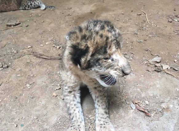 28 साल बाद इस चिड़ियाघर में छाईं खुशियां, शेर के परिवार में जन्मे शावक