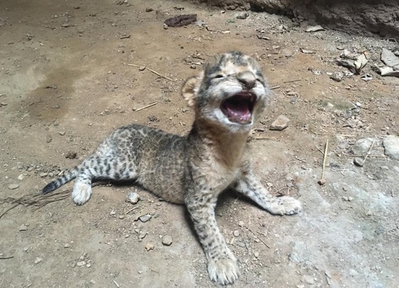 28 साल बाद इस चिड़ियाघर में छाईं खुशियां, शेर के परिवार में जन्मे शावक