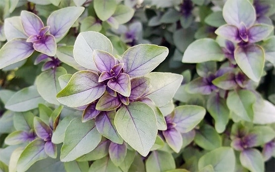 इन लोगों को घर में नहीं लगाना चाहिए तुलसी का पौधा, होता है नुकसान