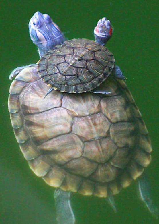 Vastu Tips: घर में जरूर रखें ये एक चीज, बनी रहेगी पॉजिटिव एनर्जी