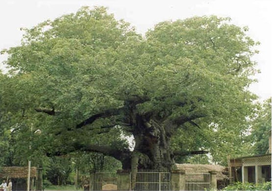 अयोध्या में PM मोदी लगाएंगे रोपेंगे पारिजात का पौधा, जानिए इसका महत्व