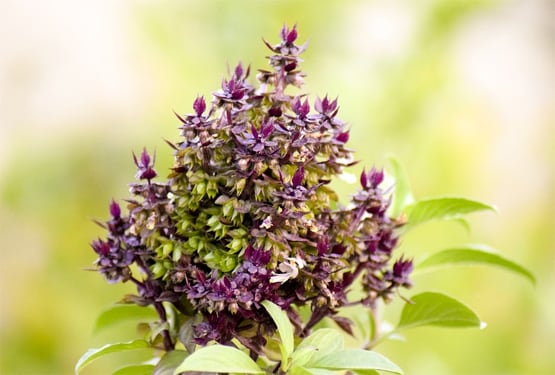 इन लोगों को घर में नहीं लगाना चाहिए तुलसी का पौधा, होता है नुकसान