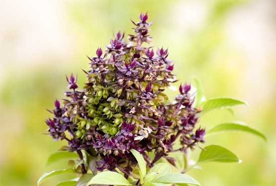 गणेश जी की थीं दो पत्नियां