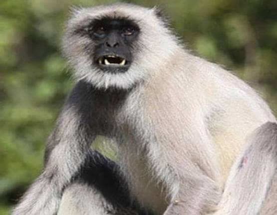 36 साल पहले बच्ची को लगाया गया था लंगूर का दिल, और फिर...