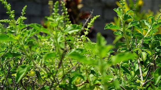 इन लोगों को घर में नहीं लगाना चाहिए तुलसी का पौधा, होता है नुकसान