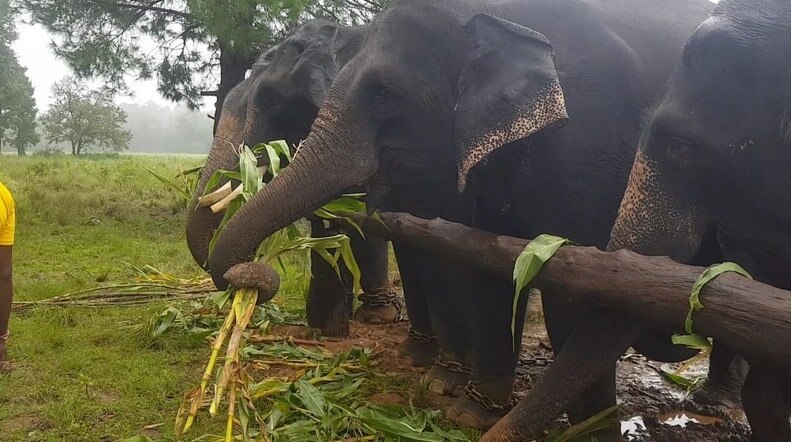 हाथियों की अनूठी पिकनिक, पहले मालिश और स्नान फिर रसीले फल, देखें तस्वीरें