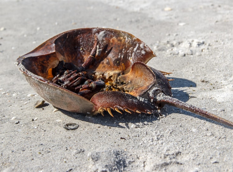 इस जीव के नीले खून से बनेगी कोरोना वैक्सीन, 11 लाख रु. लीटर कीमत