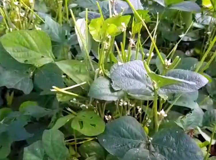 किसान ने हाइवे के डिवाइडर पर ही उगा ली फसल, हैरान हो रहे लोग