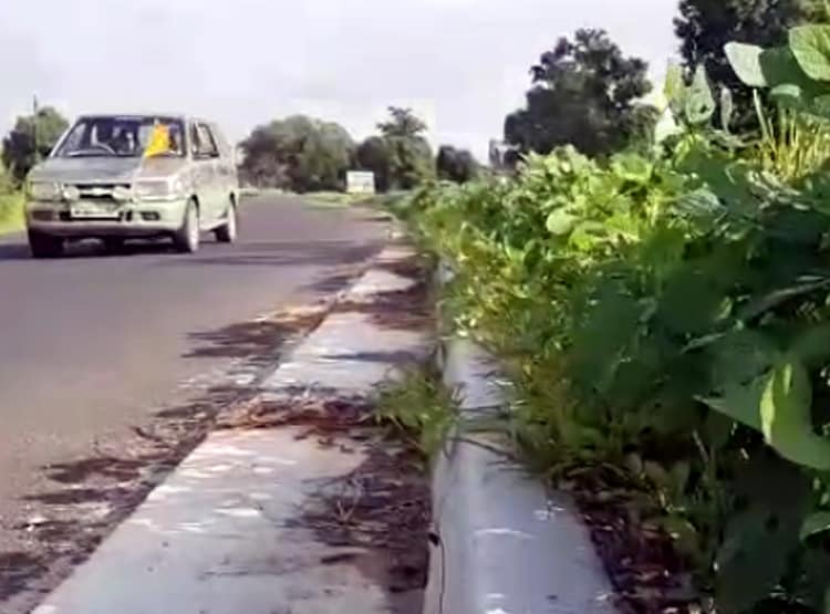 किसान ने हाइवे के डिवाइडर पर ही उगा ली फसल, हैरान हो रहे लोग