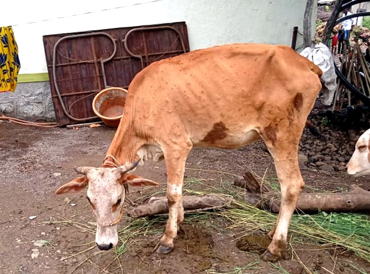 मराठवाड़ा: बुखार, खाना बंद, पीठ पर गुठली, जानवरों में फैली अजीब बीमारी