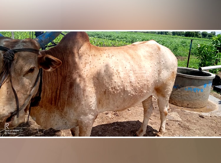 मराठवाड़ा: बुखार, खाना बंद, पीठ पर गुठली, जानवरों में फैली अजीब बीमारी