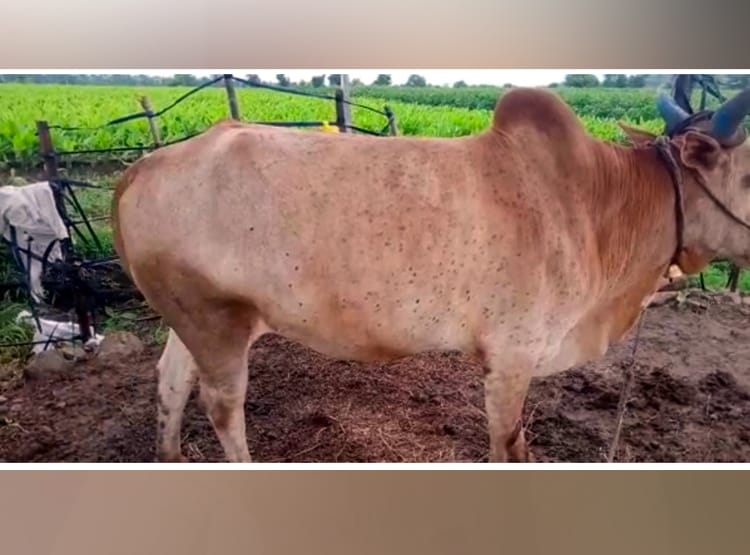 मराठवाड़ा: बुखार, खाना बंद, पीठ पर गुठली, जानवरों में फैली अजीब बीमारी