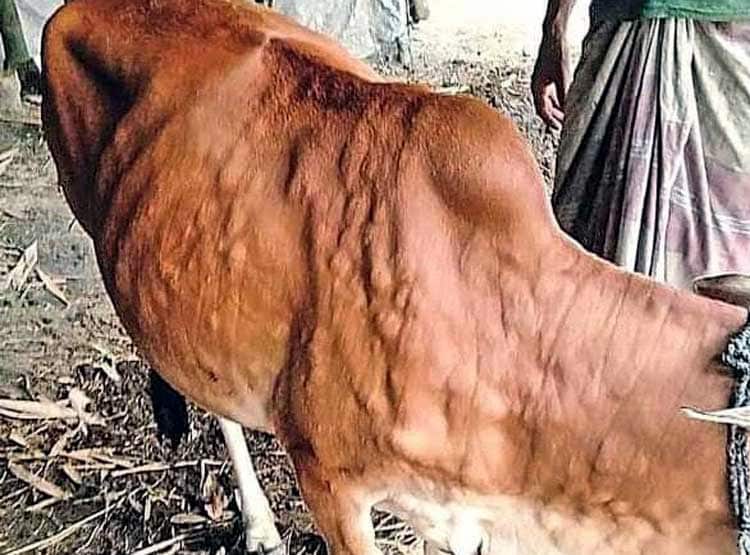 मराठवाड़ा: बुखार, खाना बंद, पीठ पर गुठली, जानवरों में फैली अजीब बीमारी