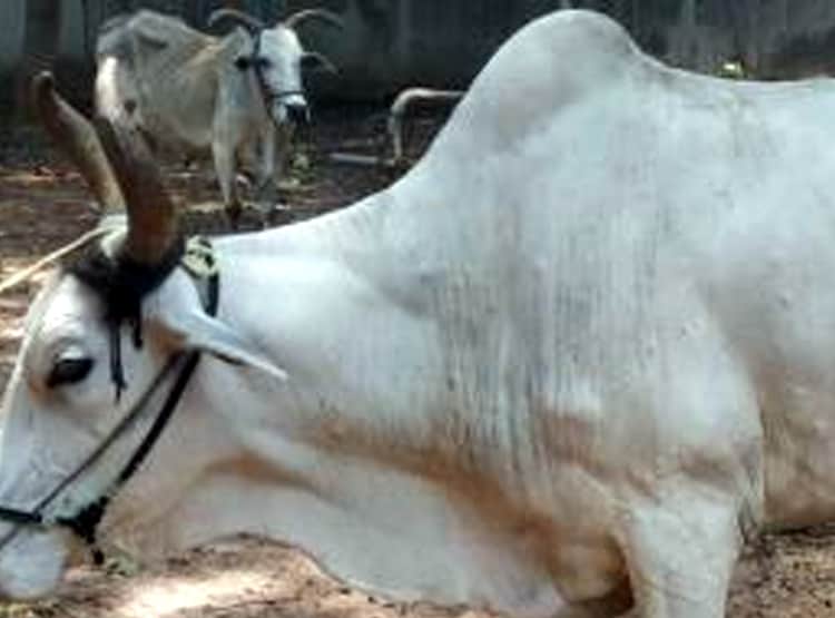 मराठवाड़ा: बुखार, खाना बंद, पीठ पर गुठली, जानवरों में फैली अजीब बीमारी