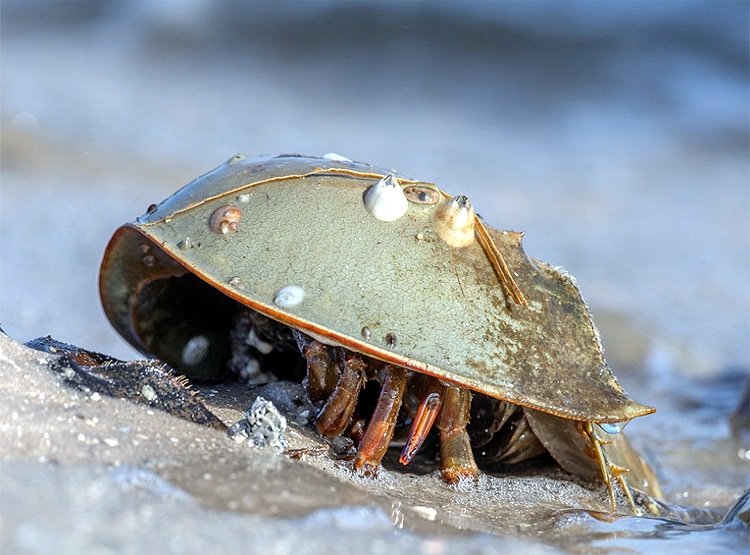 इस जीव के नीले खून से बनेगी कोरोना वैक्सीन, 11 लाख रु. लीटर कीमत