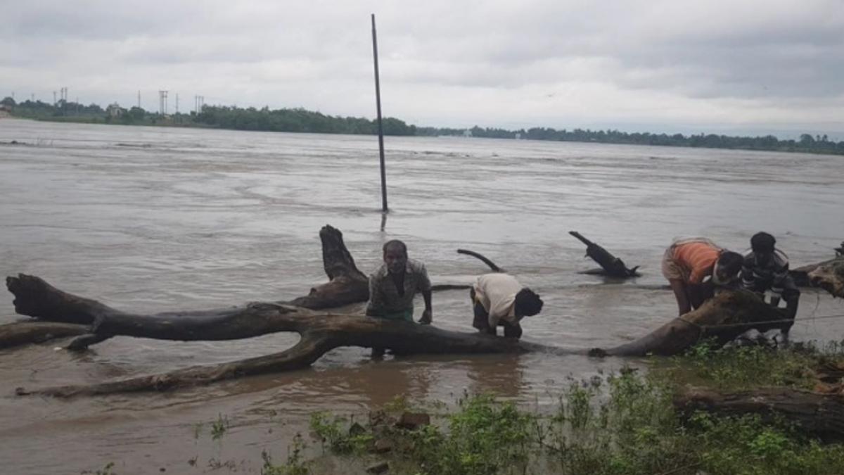 बाढ़ के पानी से निकाल रहे लकड़ियां लोग.