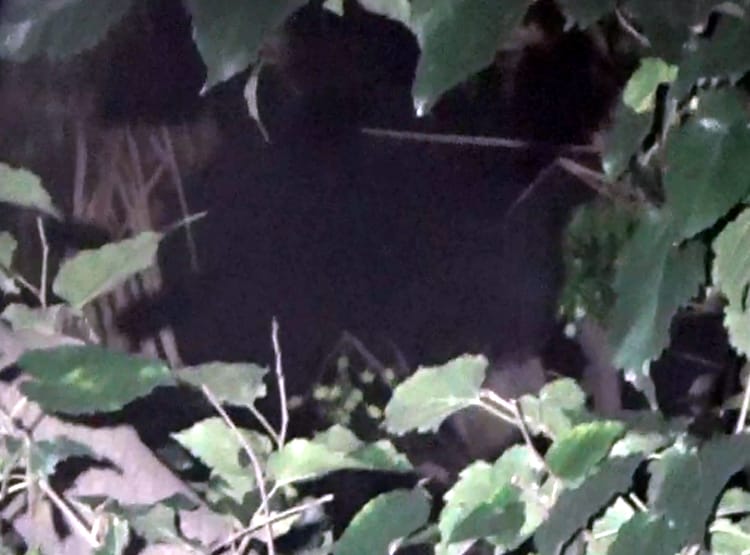 30 फीट ऊंचे खजूर के पेड़ पर चढ़ गया भालू, कैमरे में कैद नजारा