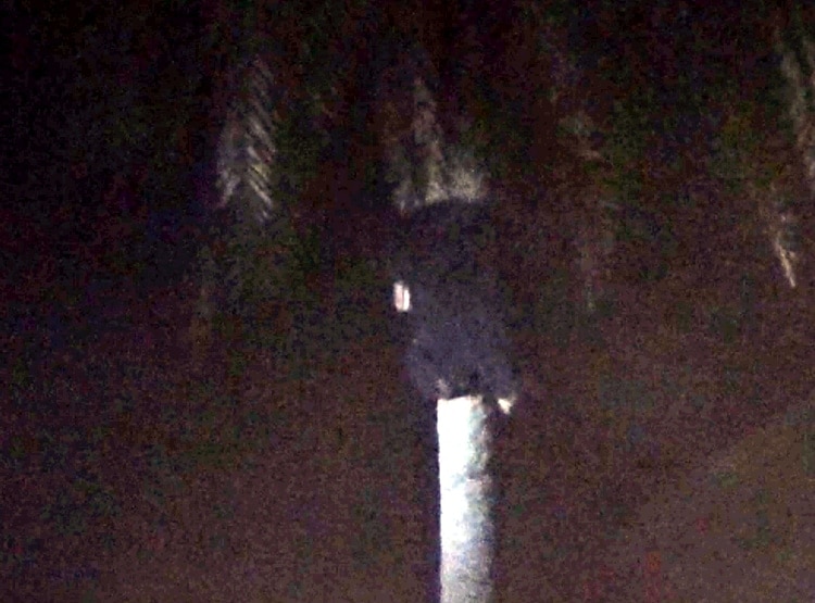 30 फीट ऊंचे खजूर के पेड़ पर चढ़ गया भालू, कैमरे में कैद नजारा