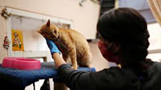 मुंबई: 19 बिल्लियों की मौत बनी पहेली, जांच में जुटी पुलिस