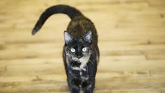 मुंबई: 19 बिल्लियों की मौत बनी पहेली, जांच में जुटी पुलिस