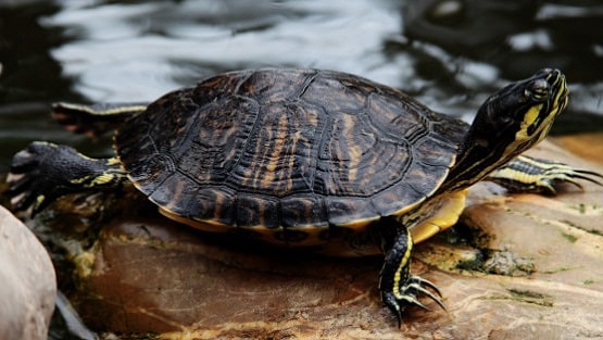 Vastu Tips: घर में जरूर रखें ये एक चीज, बनी रहेगी पॉजिटिव एनर्जी