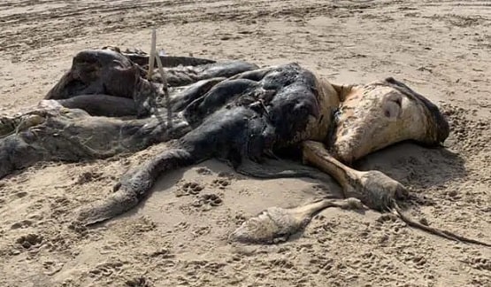 समुद्र किनारे दिखी रहस्यमयी जीव की लाश, देखकर डर गए लोग