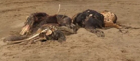 समुद्र किनारे दिखी रहस्यमयी जीव की लाश, देखकर डर गए लोग