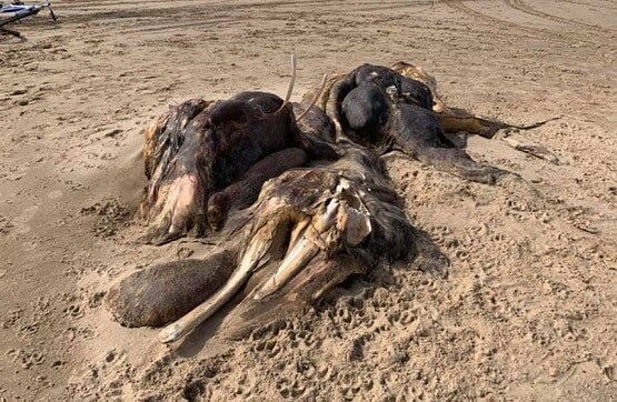 समुद्र किनारे दिखी रहस्यमयी जीव की लाश, देखकर डर गए लोग