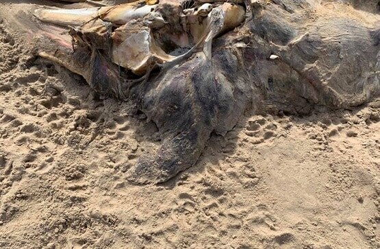 समुद्र किनारे दिखी रहस्यमयी जीव की लाश, देखकर डर गए लोग