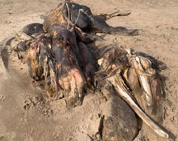 समुद्र किनारे दिखी रहस्यमयी जीव की लाश, देखकर डर गए लोग