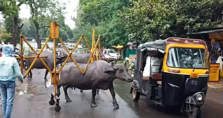बीच सड़क पर बैरिकेड्स उठाकर चलने लगी भैंस! वीडियो वायरल