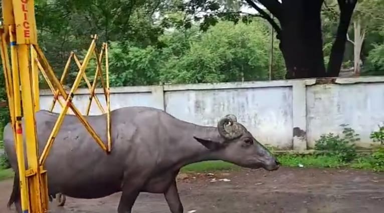 बीच सड़क पर बैरिकेड्स उठाकर चलने लगी भैंस! वीडियो वायरल